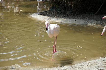 Pink bird flamingo