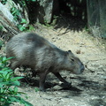 Is a capybara a rodent