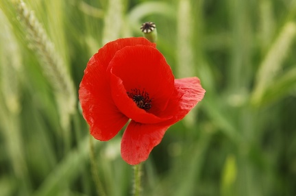 Free images of poppies 