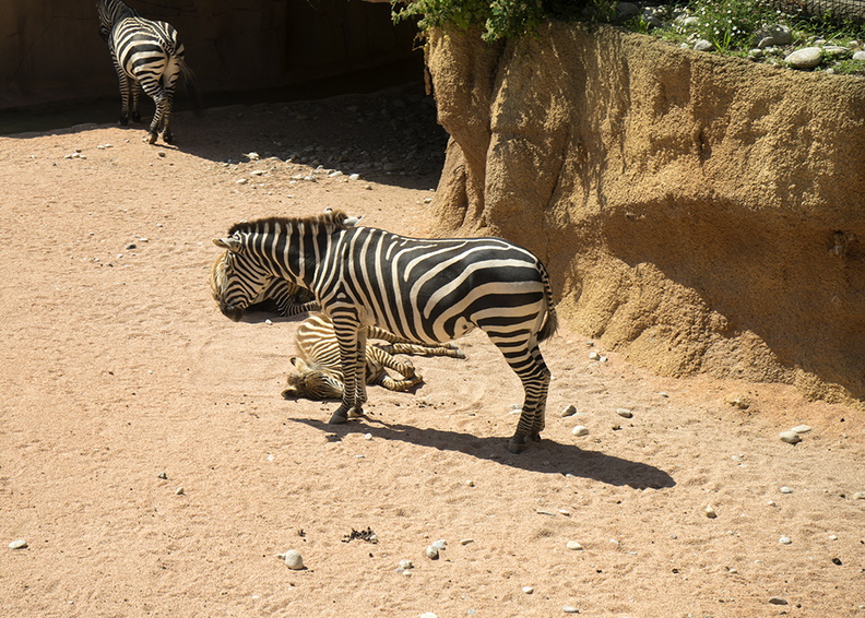 Grant zebra,african animals zebra