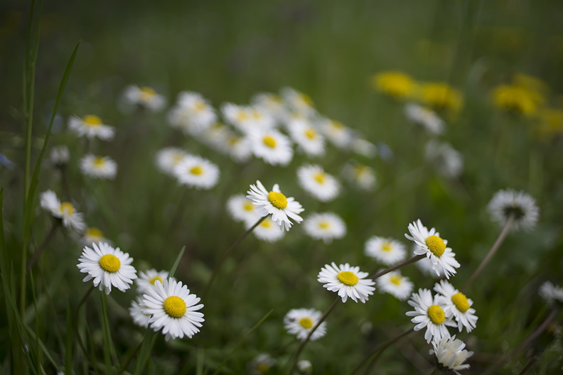 white_daisies_flowers.jpg