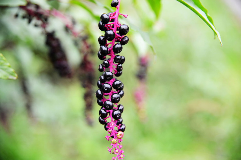 Plant with small black berries