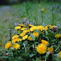 Photo of dandelion plant,dandelion photos
