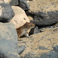 Rock ground squirrel