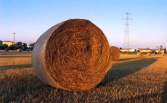 A bail of hay,round hay bale