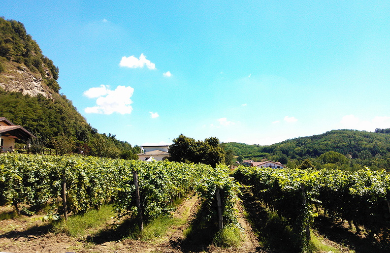 vineyard_pictures.jpg