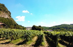 Pictures of italian vineyards