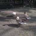 Farmyard geese