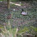 Male and female mallard ducks photos