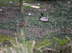 Male and female mallard ducks photos