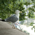 Grey and white seagull