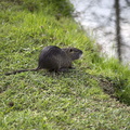 Nutria photos,nutria swamp rat
