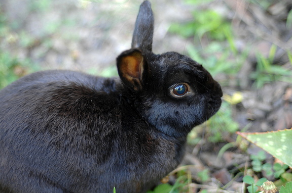 Free rabbit images,black rabbit photography