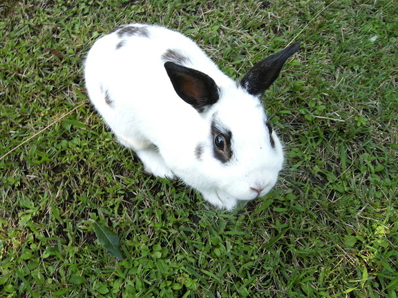 Rabbit white and black
