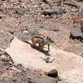 Fuerteventura squirrel, ground squirrel