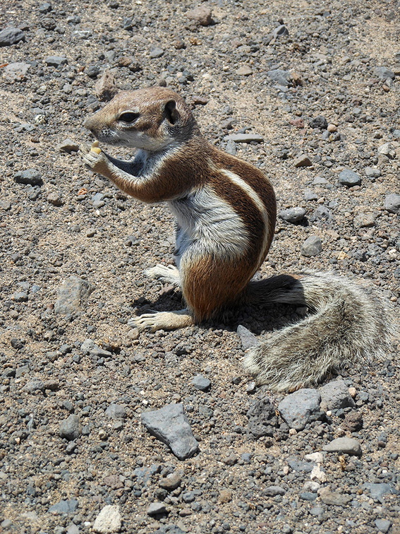 Ground squirrel eat
