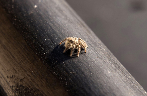 Very small brown spider,brown garden spider