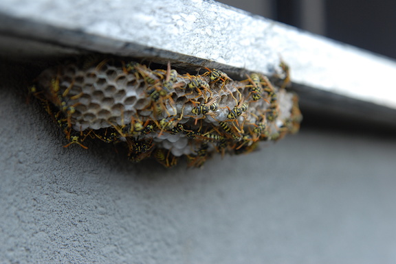 Wasp nest location,round wasp nest