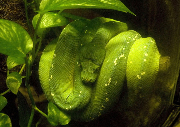 Green tree python snake
