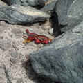 Sally lightfoot crab adaptations