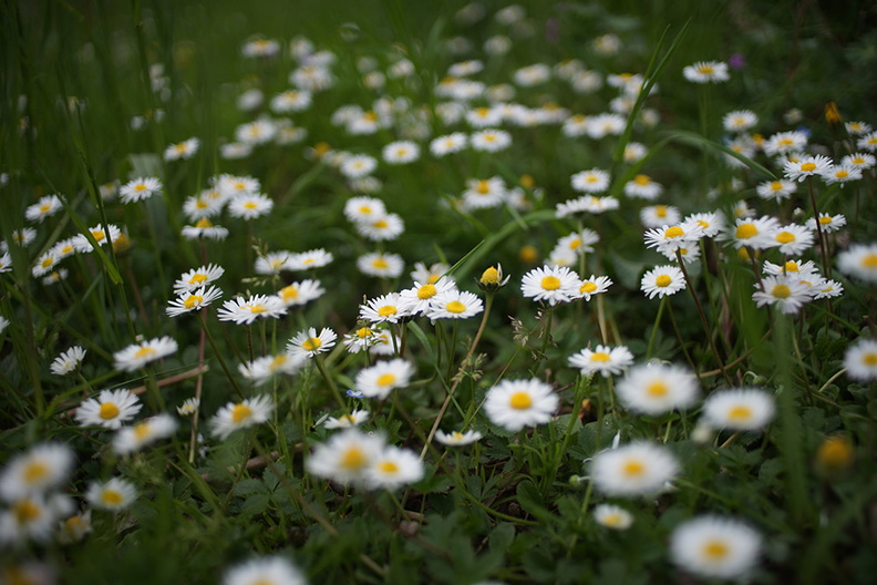 field_of_white_daisies.JPG