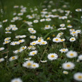 Field of white daisies