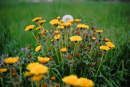 Dandelion plant images