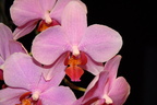 Pink orchid flower,pink orchid plant