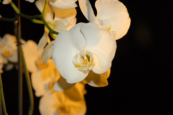 White orchid flower images