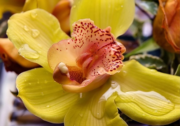 The yellow orchid