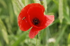 Photos of red poppies