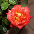 Harry Wheatcroft rose
