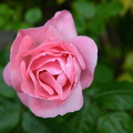 Pink rose flower photos