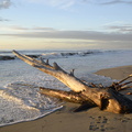 Dry tree trunk, driftwood on sand