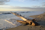 Dry tree trunk, driftwood on sand