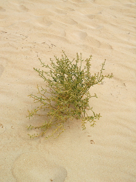 plant_in_sand_dunes_corralejo.jpg