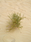 Plant in sand dunes Corralejo