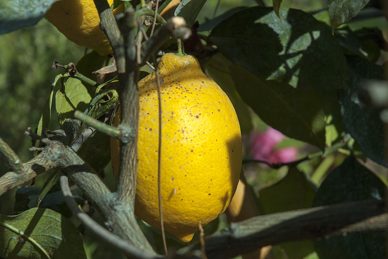 lemon_fruit_tree.jpg