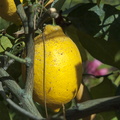 Lemon tree fruit season