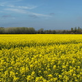 Yellow meadows