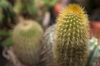 Different species of cactus