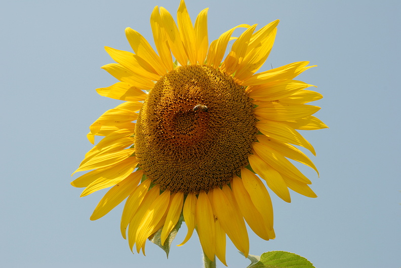 Sunflower stock,sunflower images free download