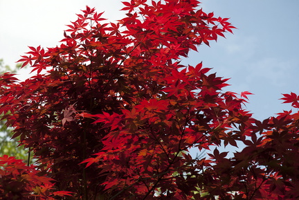 Red foliage trees