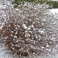 Snow shrub