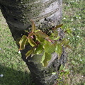 tree_with_green_leaves.jpg