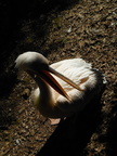 Pelican animal,bird pouch