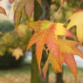 Colorful autumn leaves,single autumn leaves