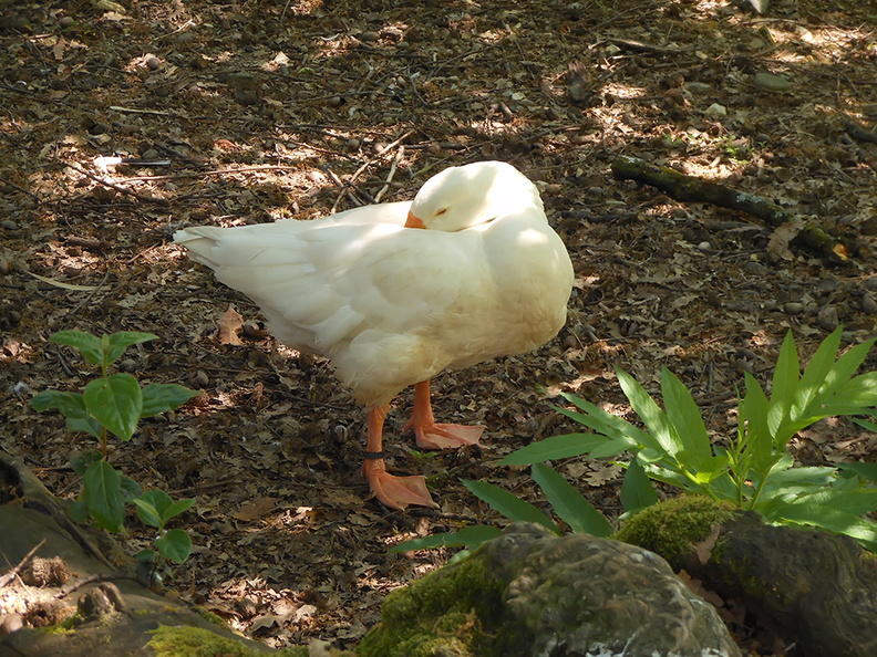 picture_of_white_goose.jpg
