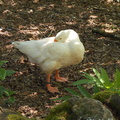 Picture of white goose,goose photography