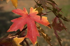Red autumn leaves,autumn red color